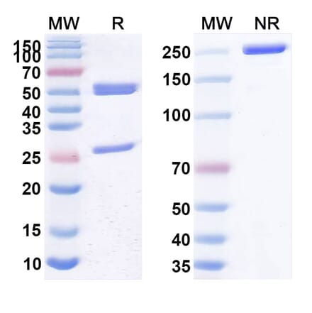 SDS-PAGE - Anti-CD28 Antibody [FR-14] Biosimilar - BSA and Azide free (A339456) - Antibodies.com