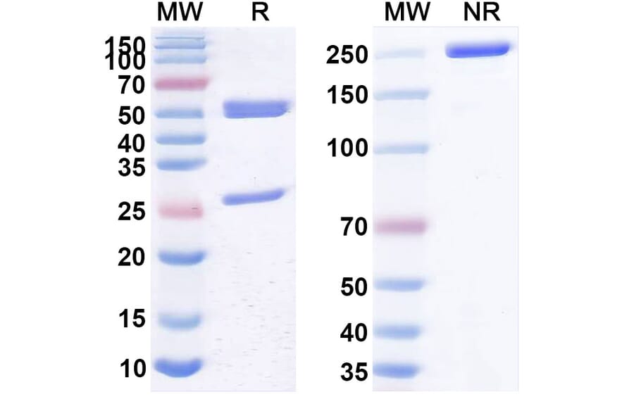 SDS-PAGE - Anti-CD3 epsilon Antibody [AFM15] Biosimilar - BSA and Azide free (A339457) - Antibodies.com