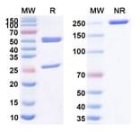 SDS-PAGE - Anti-CD3 epsilon Antibody [AFM15] Biosimilar - BSA and Azide free (A339457) - Antibodies.com