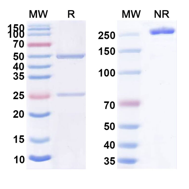 SDS-PAGE - Anti-CD3 epsilon Antibody [IOR-T3] Biosimilar - BSA and Azide free (A339458) - Antibodies.com