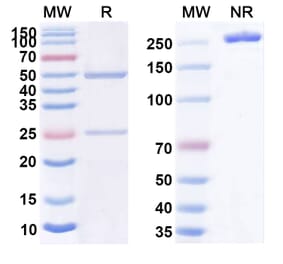 SDS-PAGE - Anti-CD30 Antibody [MDX-141] Biosimilar - BSA and Azide free (A339459) - Antibodies.com