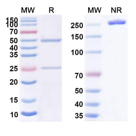 SDS-PAGE - Anti-CD30 Antibody [MDX-141] Biosimilar - BSA and Azide free (A339459) - Antibodies.com