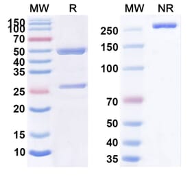 SDS-PAGE - Anti-Human CD30 [XmAb 2513] Biosimilar - Anti-CD30 Antibody - BSA and Azide free (A339462) - Antibodies.com