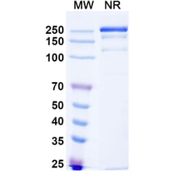 SDS-PAGE - Anti-CD32B Antibody [BI-167] Biosimilar - BSA and Azide free (A339464) - Antibodies.com