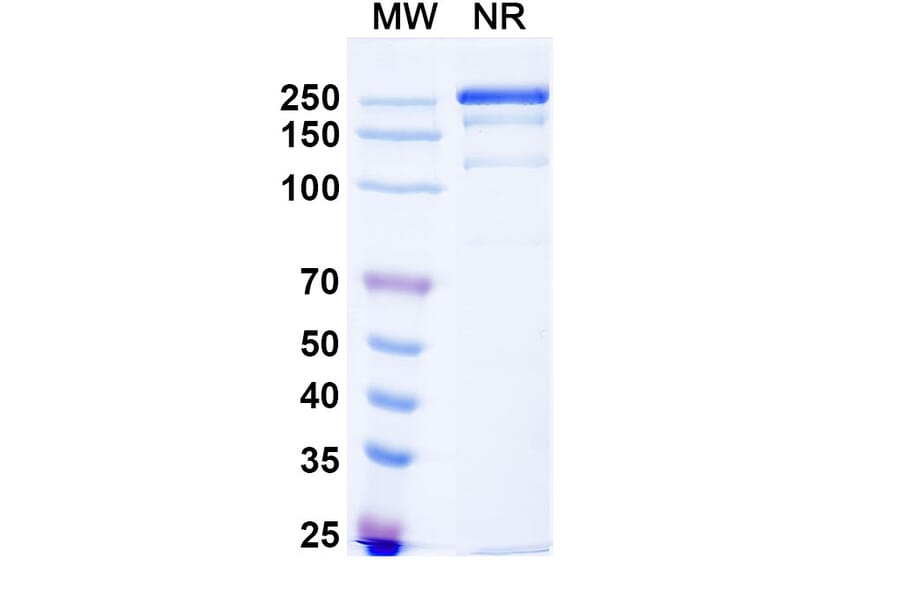 SDS-PAGE - Anti-CD32B Antibody [BI-167] Biosimilar - BSA and Azide free (A339464) - Antibodies.com