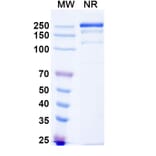SDS-PAGE - Anti-CD32B Antibody [BI-167] Biosimilar - BSA and Azide free (A339464) - Antibodies.com