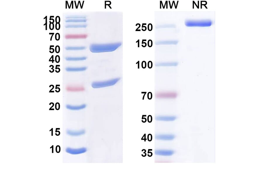 SDS-PAGE - Anti-CD32B Antibody [BI-126] Biosimilar - BSA and Azide free (A339465) - Antibodies.com