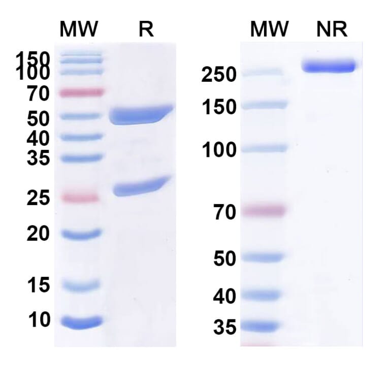 SDS-PAGE - Anti-CD32B Antibody [BI-126] Biosimilar - BSA and Azide free (A339465) - Antibodies.com
