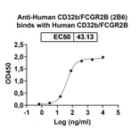 Dose-response - Anti-CD32B Antibody [2B6] Biosimilar - BSA and Azide free (A339467) - Antibodies.com