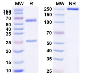 SDS-PAGE - Anti-CD32B Antibody [SM21] Biosimilar - BSA and Azide free (A339468) - Antibodies.com