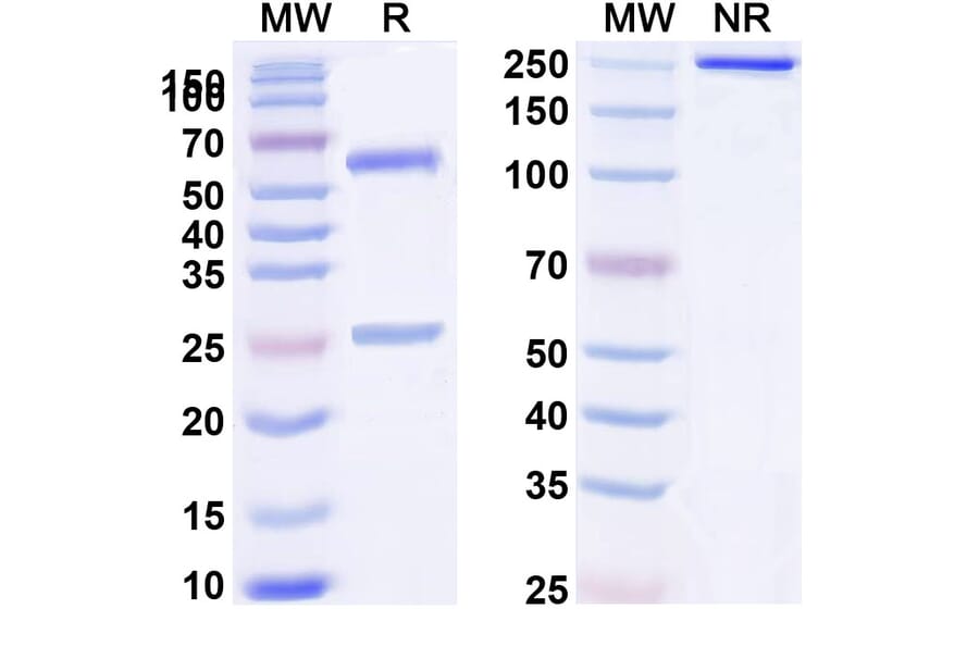SDS-PAGE - Anti-CD32B Antibody [SM21] Biosimilar - BSA and Azide free (A339468) - Antibodies.com