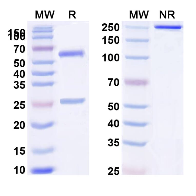 SDS-PAGE - Anti-CD32B Antibody [SM21] Biosimilar - BSA and Azide free (A339468) - Antibodies.com
