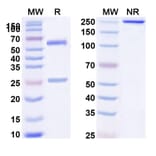 SDS-PAGE - Anti-CD32B Antibody [SM21] Biosimilar - BSA and Azide free (A339468) - Antibodies.com
