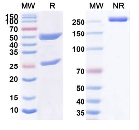 SDS-PAGE - Anti-CD33 Antibody [BI 836858] Biosimilar - BSA and Azide free (A339469) - Antibodies.com