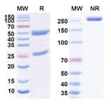 SDS-PAGE - Anti-CD33 Antibody [BI 836858] Biosimilar - BSA and Azide free (A339469) - Antibodies.com