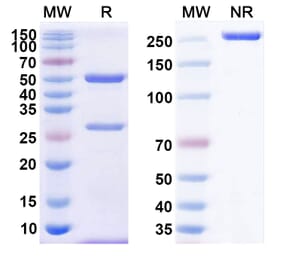 SDS-PAGE - Anti-CD38 Antibody [TNB-738] Biosimilar - BSA and Azide free (A339473) - Antibodies.com