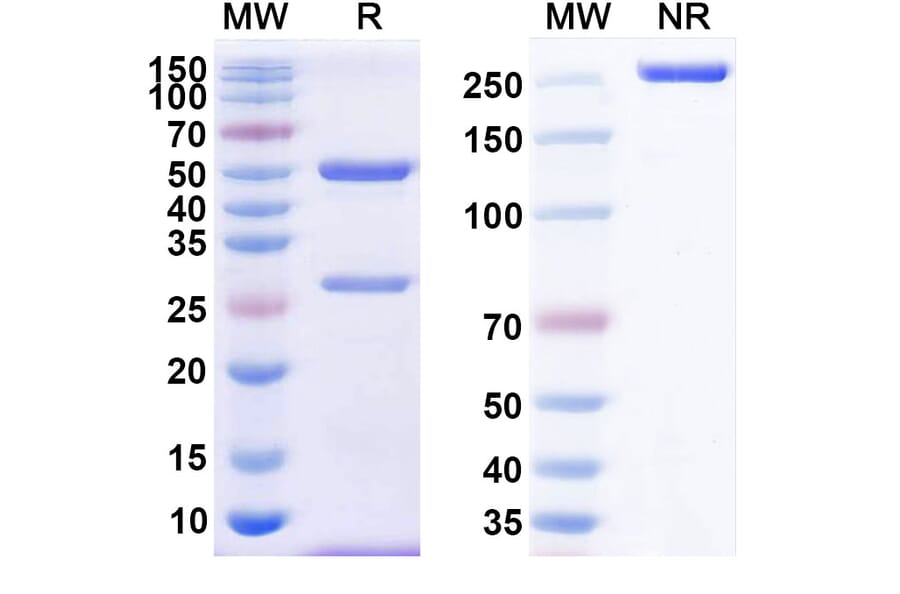 SDS-PAGE - Anti-CD38 Antibody [TNB-738] Biosimilar - BSA and Azide free (A339473) - Antibodies.com