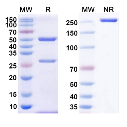 SDS-PAGE - Anti-CD38 Antibody [TNB-738] Biosimilar - BSA and Azide free (A339473) - Antibodies.com