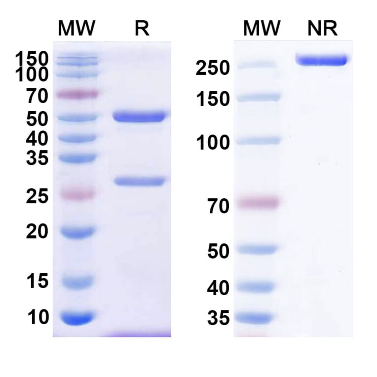 SDS-PAGE - Anti-CD38 Antibody [TNB-738] Biosimilar - BSA and Azide free (A339473) - Antibodies.com
