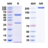 SDS-PAGE - Anti-CD38 Antibody [TNB-738] Biosimilar - BSA and Azide free (A339473) - Antibodies.com