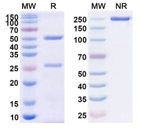 SDS-PAGE - Anti-CD38 Antibody [CID-13] Biosimilar - BSA and Azide free (A339474) - Antibodies.com