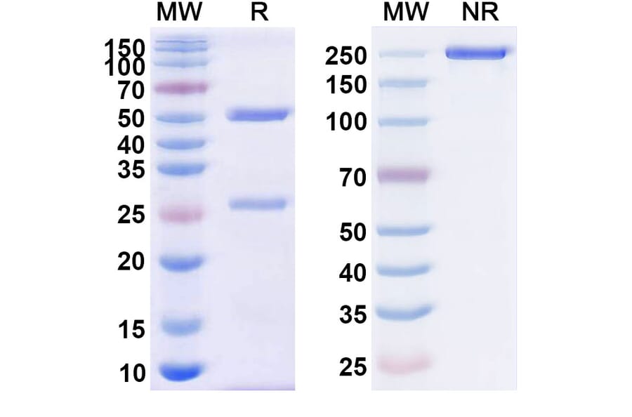 SDS-PAGE - Anti-CD38 Antibody [CID-13] Biosimilar - BSA and Azide free (A339474) - Antibodies.com