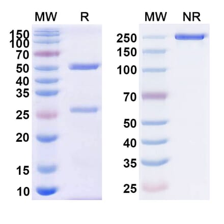 SDS-PAGE - Anti-CD38 Antibody [CYT-338] Biosimilar - BSA and Azide free (A339475) - Antibodies.com