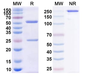 SDS-PAGE - Anti-CD38 Antibody [GEN314] Biosimilar - BSA and Azide free (A339477) - Antibodies.com