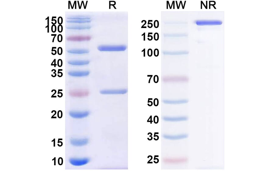 SDS-PAGE - Anti-CD38 Antibody [CM313] Biosimilar - BSA and Azide free (A339478) - Antibodies.com