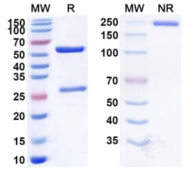 SDS-PAGE - Anti-CD38 Antibody [STI-6129] Biosimilar - BSA and Azide free (A339481) - Antibodies.com