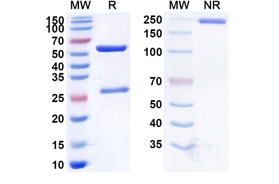 SDS-PAGE - Anti-CD38 Antibody [STI-6129] Biosimilar - BSA and Azide free (A339481) - Antibodies.com