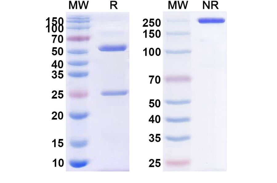 SDS-PAGE - Anti-CD38 Antibody [TAK-169] Biosimilar - BSA and Azide free (A339483) - Antibodies.com