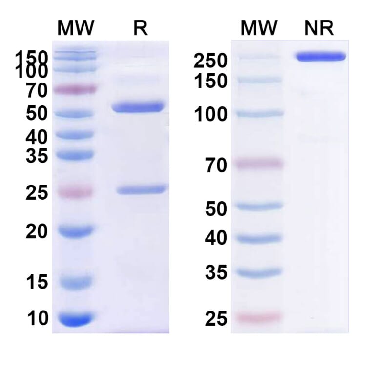 SDS-PAGE - Anti-CD38 Antibody [TAK-169] Biosimilar - BSA and Azide free (A339483) - Antibodies.com