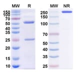 SDS-PAGE - Anti-CD38 Antibody [TAK-169] Biosimilar - BSA and Azide free (A339483) - Antibodies.com