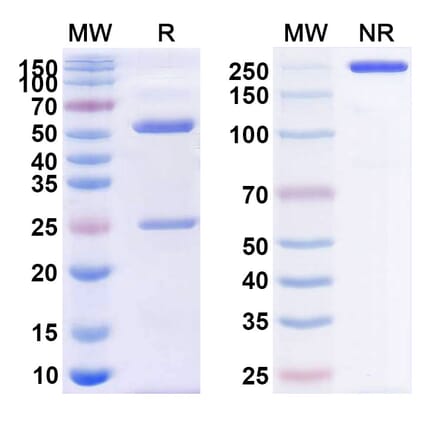 SDS-PAGE - Anti-CD38 Antibody [TAK-573] Biosimilar - BSA and Azide free (A339484) - Antibodies.com