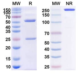 SDS-PAGE - Anti-CD39 Antibody [TTX-3] Biosimilar - BSA and Azide free (A339485) - Antibodies.com