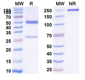 SDS-PAGE - Anti-CD39 Antibody [ES2] Biosimilar - BSA and Azide free (A339486) - Antibodies.com