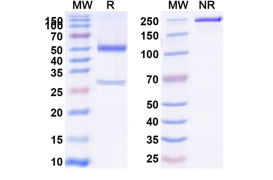 SDS-PAGE - Anti-CD39 Antibody [ES2] Biosimilar - BSA and Azide free (A339486) - Antibodies.com