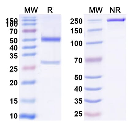 SDS-PAGE - Anti-CD39 Antibody [ES2] Biosimilar - BSA and Azide free (A339486) - Antibodies.com