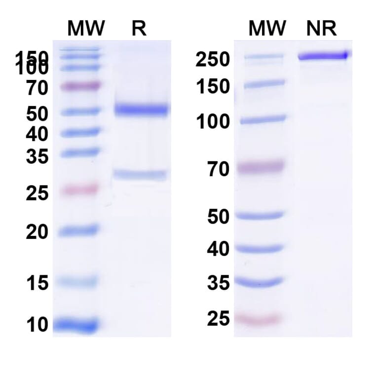 SDS-PAGE - Anti-CD39 Antibody [ES2] Biosimilar - BSA and Azide free (A339486) - Antibodies.com