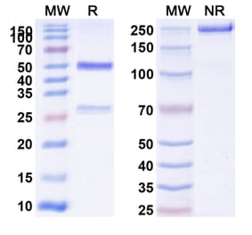 SDS-PAGE - Anti-CD39 Antibody [SRF617] Biosimilar - BSA and Azide free (A339488) - Antibodies.com