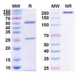 SDS-PAGE - Anti-CD4 Antibody [M-T413] Biosimilar - BSA and Azide free (A339489) - Antibodies.com