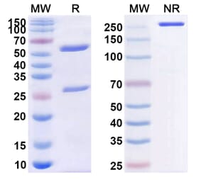 SDS-PAGE - Anti-CD40 Antibody [BMS-9869] Biosimilar - BSA and Azide free (A339493) - Antibodies.com