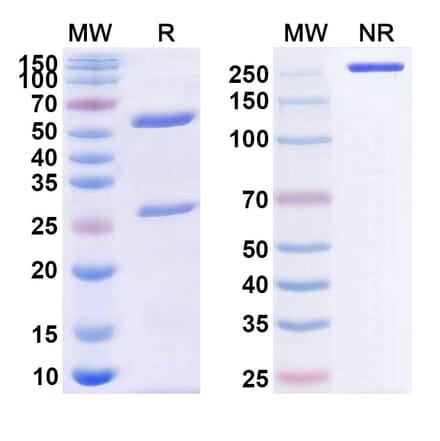 SDS-PAGE - Anti-CD40 Antibody [BMS-9869] Biosimilar - BSA and Azide free (A339493) - Antibodies.com