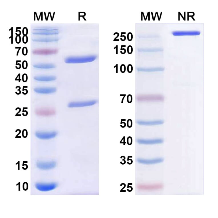 SDS-PAGE - Anti-CD40 Antibody [BMS-9869] Biosimilar - BSA and Azide free (A339493) - Antibodies.com