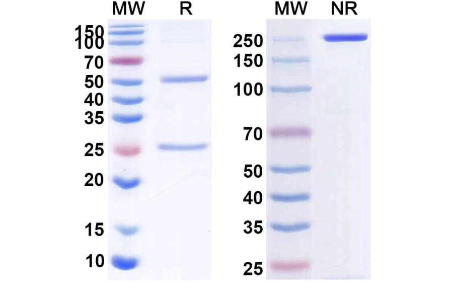 SDS-PAGE - Anti-CD40 Antibody [BI 65564] Biosimilar - BSA and Azide free (A339494) - Antibodies.com