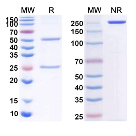 SDS-PAGE - Anti-CD40 Antibody [CDX 114] Biosimilar - BSA and Azide free (A339495) - Antibodies.com