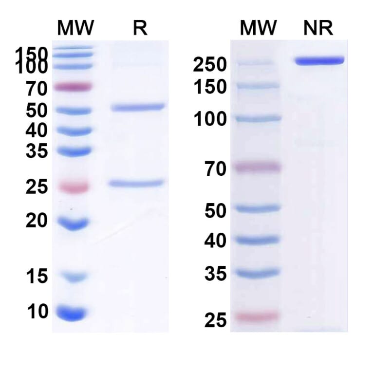 SDS-PAGE - Anti-CD40 Antibody [CDX 114] Biosimilar - BSA and Azide free (A339495) - Antibodies.com