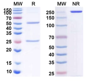 SDS-PAGE - Anti-CD40 Antibody [TQB2916] Biosimilar - BSA and Azide free (A339496) - Antibodies.com