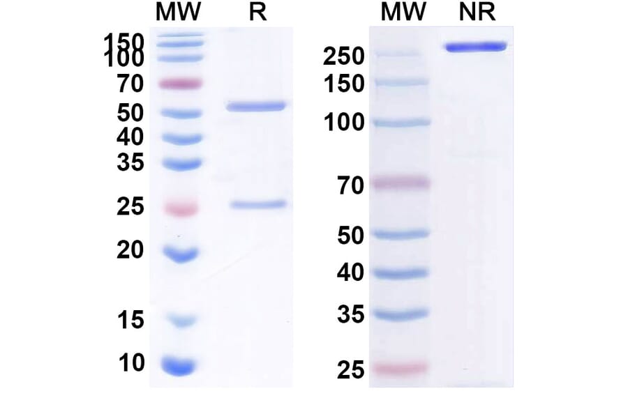 SDS-PAGE - Anti-CD40 Antibody [YH-3] Biosimilar - BSA and Azide free (A339497) - Antibodies.com